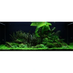 Tropica Akvarieplanter Tropica Akvarieplante Aponogeton boivinianus knold x 5