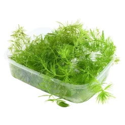 Tropica Akvarieplanter Tropica Akvarieplante i portion Ceratophyllum demersum Foxtail