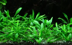 Tropica Akvarieplanter Tropica Akvarieplante i potte Cryptocoryne parva