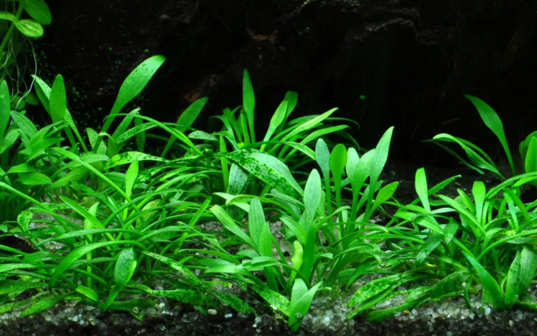 Tropica Akvarieplanter Tropica Akvarieplante i potte Cryptocoryne parva