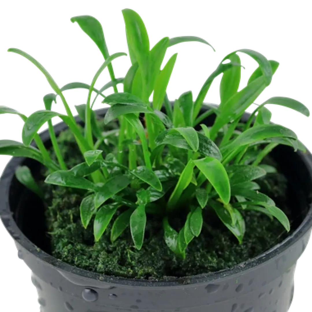 Tropica Akvarieplanter Tropica Akvarieplante i potte Cryptocoryne parva