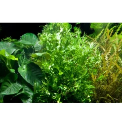 Tropica Akvarieplanter Tropica Akvarieplante i potte Microsorum pteropus Windeløv
