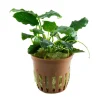 Tropica Akvarieplanter Tropica Akvarieplante i potte Anubias barteri variant nana Kirin