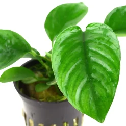 Tropica Akvarieplanter Tropica Akvarieplante i potte Anubias barteri caladiifolia