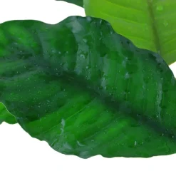 Tropica Akvarieplanter Tropica Akvarieplante i potte Anubias barteri coffeefolia