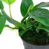 Tropica Akvarieplanter Tropica Akvarieplante i potte Anubias barteri Nana