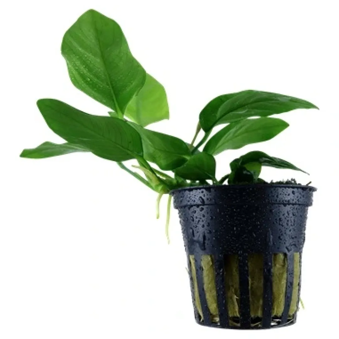 Tropica Akvarieplanter Tropica Akvarieplante i potte Anubias barteri Nana
