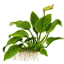 Tropica Akvarieplanter Tropica Akvarieplante i potte Anubias barteri Nana