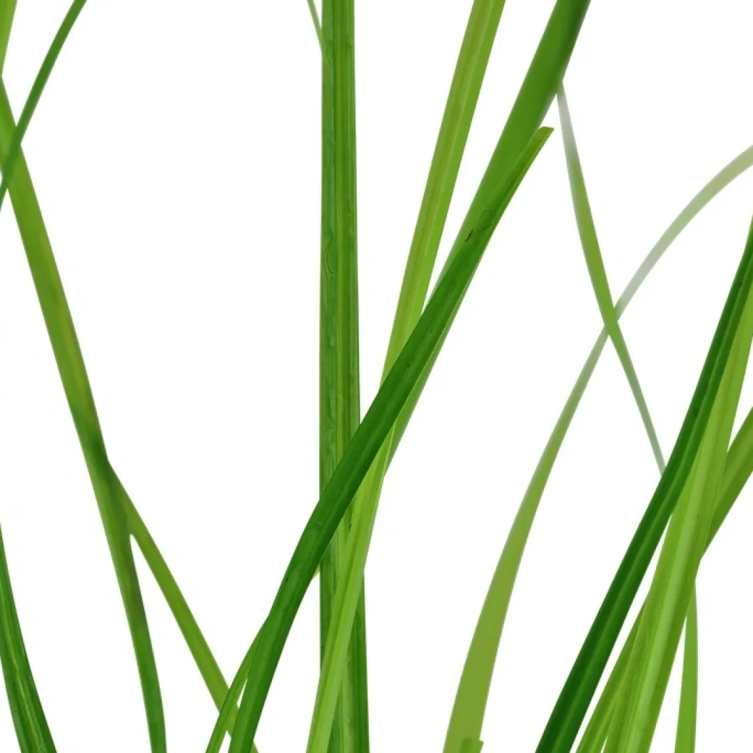 Tropica Akvarieplanter Tropica Akvarieplante i potte Cyperus helferi