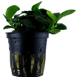 Tropica Akvarieplanter Tropica Akvarieplante i potte Anubias sp. Petite