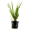Tropica Akvarieplanter Tropica Akvarieplante i potte Cryptocoryne crispatula