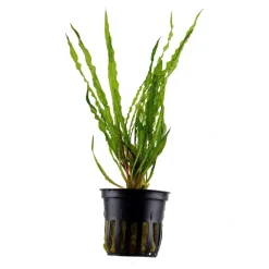 Tropica Akvarieplanter Tropica Akvarieplante i potte Cryptocoryne crispatula