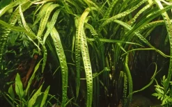 Tropica Akvarieplanter Tropica Akvarieplante i potte Cryptocoryne crispatula