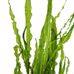 Tropica Akvarieplanter Tropica Akvarieplante i potte Cryptocoryne crispatula
