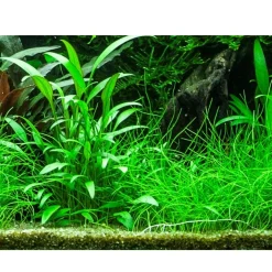 Tropica Akvarieplanter Tropica Akvarieplante i potte Cryptocoryne x willisii