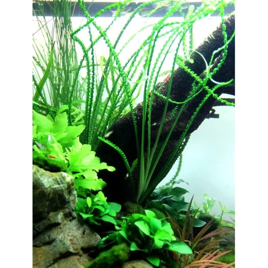 Tropica Akvarieplanter Tropica Akvarieplante i potte Crinum calamistratum