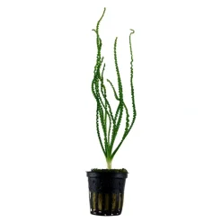 Tropica Akvarieplanter Tropica Akvarieplante i potte Crinum calamistratum