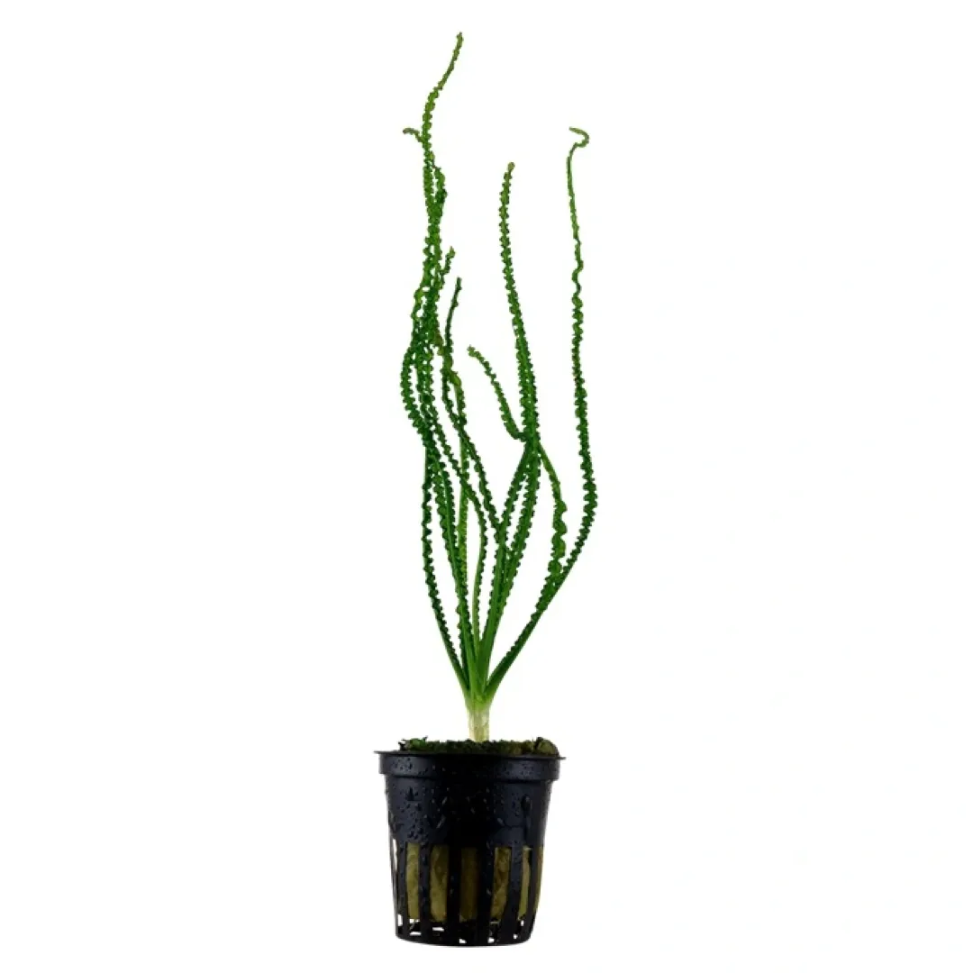 Tropica Akvarieplanter Tropica Akvarieplante i potte Crinum calamistratum