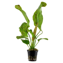 Tropica Akvarieplanter Tropica Akvarieplante i potte Echinodorus Ozelot green