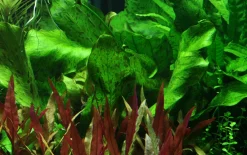 Tropica Akvarieplanter Tropica Akvarieplante i potte Echinodorus Rose