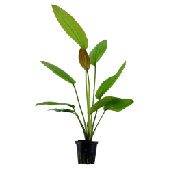 Tropica Akvarieplanter Tropica Akvarieplante i potte Echinodorus Rose