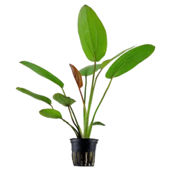 Tropica Akvarieplanter Tropica Akvarieplante i potte Echinodorus x barthii