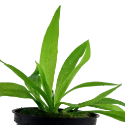 Tropica Akvarieplanter Tropica Akvarieplante i potte Helanthium bolivianum Quadricostatus
