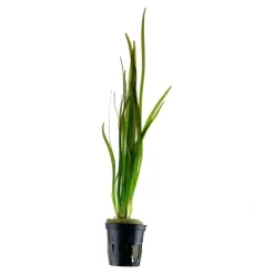 Tropica Akvarieplanter Tropica Akvarieplante i potte Vallisneria spiral (Tiger)