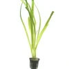 Tropica Akvarieplanter Tropica Akvarieplante i potte Vallisneria americana gigantea