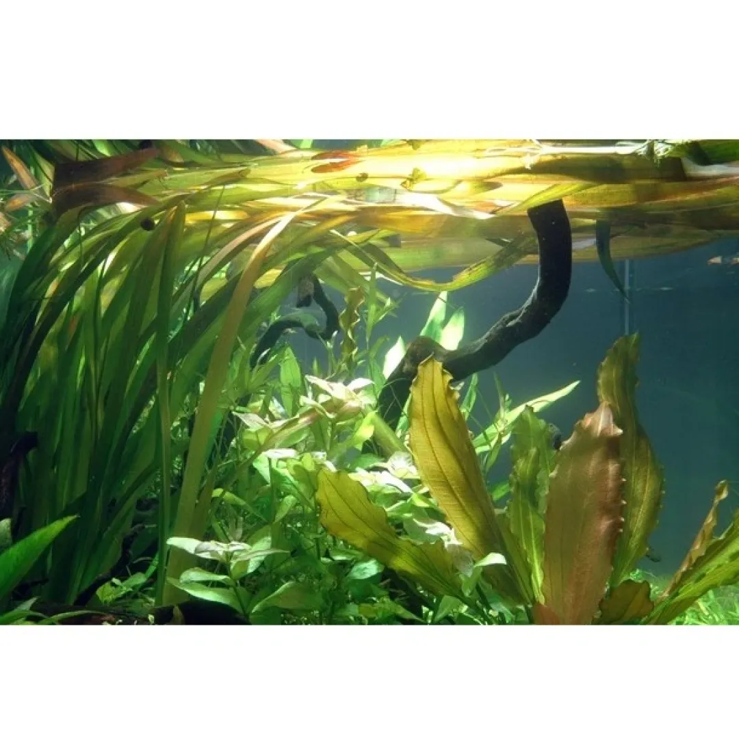 Tropica Akvarieplanter Tropica Akvarieplante i potte Vallisneria americana gigantea