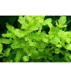 Tropica Akvarieplanter Tropica Akvarieplante i potte Shinnersia Rivularis Weiss-Grün