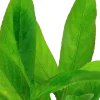 Tropica Akvarieplanter Tropica Akvarieplante i potte Hygrophila Corymbosa Stricta