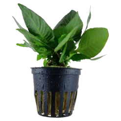 Tropica Akvarieplanter Tropica Akvarieplante i potte Hygrophila corymbosa Compact