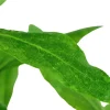 Tropica Akvarieplanter Tropica Akvarieplante i potte Hygrophila polysperma