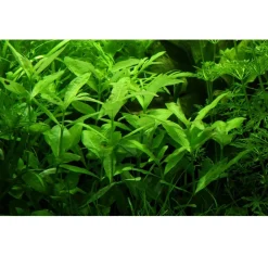 Tropica Akvarieplanter Tropica Akvarieplante i potte Hygrophila polysperma