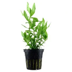 Tropica Akvarieplanter Tropica Akvarieplante i potte Hygrophila polysperma