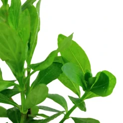 Tropica Akvarieplanter Tropica Akvarieplante i potte Hygrophila polysperma