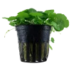 Tropica Akvarieplanter Tropica Akvarieplante i potte Hydrocotyle verticillata