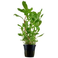 Tropica Akvarieplanter Tropica Akvarieplante i potte Ammannia crassicaulis