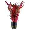 Tropica Akvarieplanter Tropica Akvarieplante i potte Alternanthera reineckii Pink