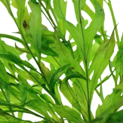 Tropica Akvarieplanter Tropica Akvarieplante i potte Bolbitis heudelotii