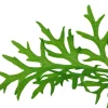 Tropica Akvarieplanter Tropica Akvarieplante i potte Ceratopteris thalictroides