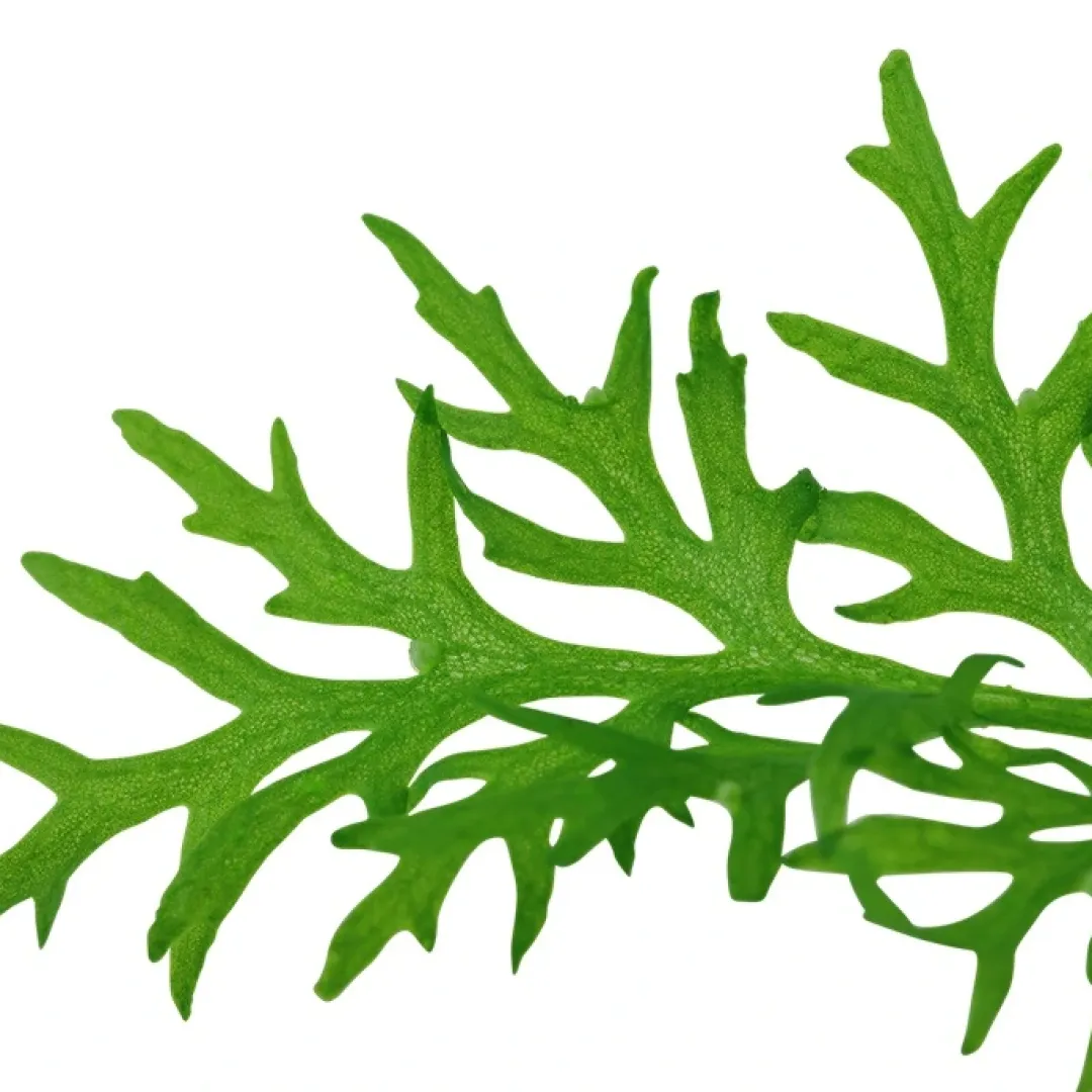 Tropica Akvarieplanter Tropica Akvarieplante i potte Ceratopteris thalictroides