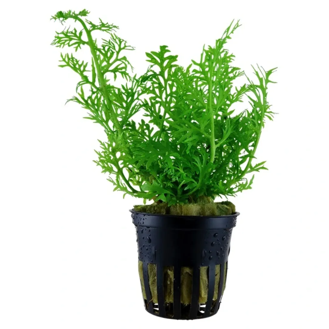 Tropica Akvarieplanter Tropica Akvarieplante i potte Ceratopteris thalictroides