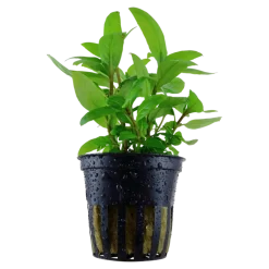Tropica Akvarieplanter Tropica Akvarieplante i potte Staurogyne repens
