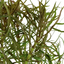 Tropica Akvarieplanter Tropica Akvarieplante i potte Pogostemon stellatus