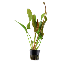 Tropica Akvarieplanter Tropica Akvarieplante i potte Echinodorus Red Diamond