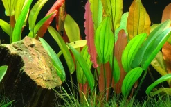 Tropica Akvarieplanter Tropica Akvarieplante i potte Echinodorus Red Diamond