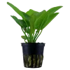 Tropica Akvarieplanter Tropica Akvarieplante i potte Echinodorus Aquartica