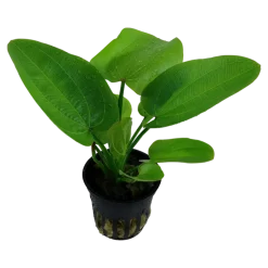Tropica Akvarieplanter Tropica Akvarieplante i potte Echinodorus Aquartica